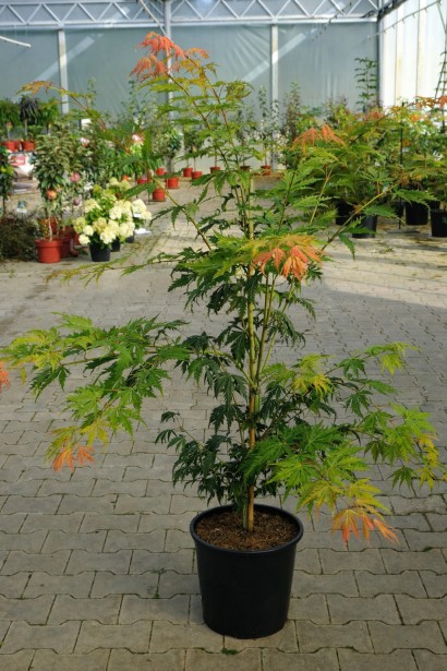 Клен ложнозибольдів Арктік Джейд у контейнері 12 л